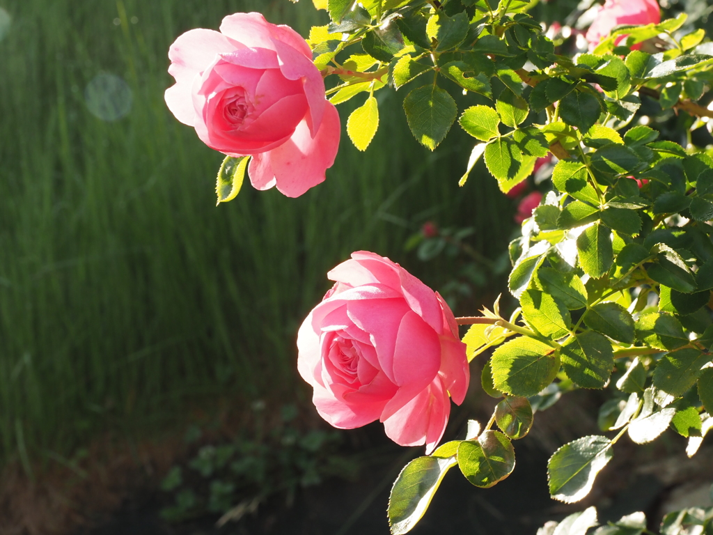 ツイン薔薇