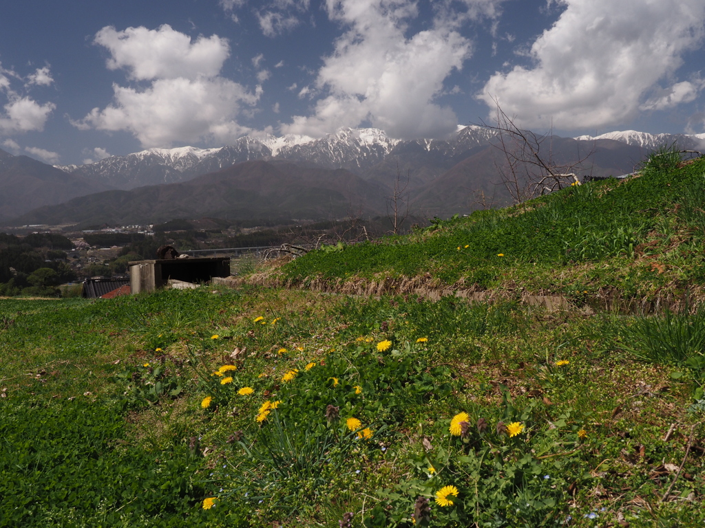 タンポポとアルプス
