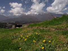 タンポポとアルプス