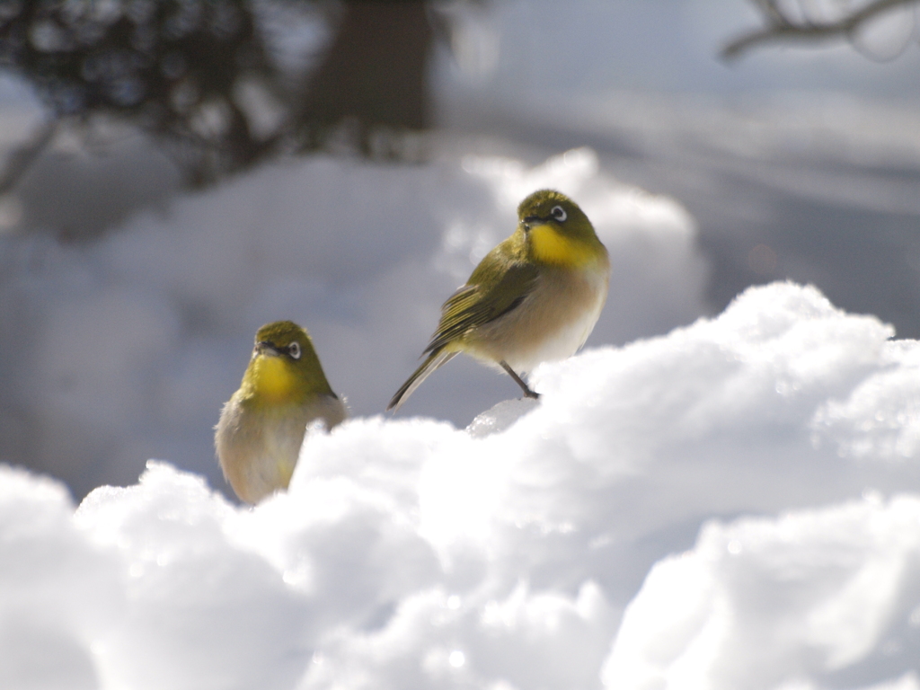 雪には負けないぞ