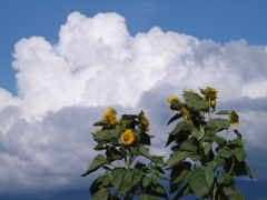 向日葵に夏雲