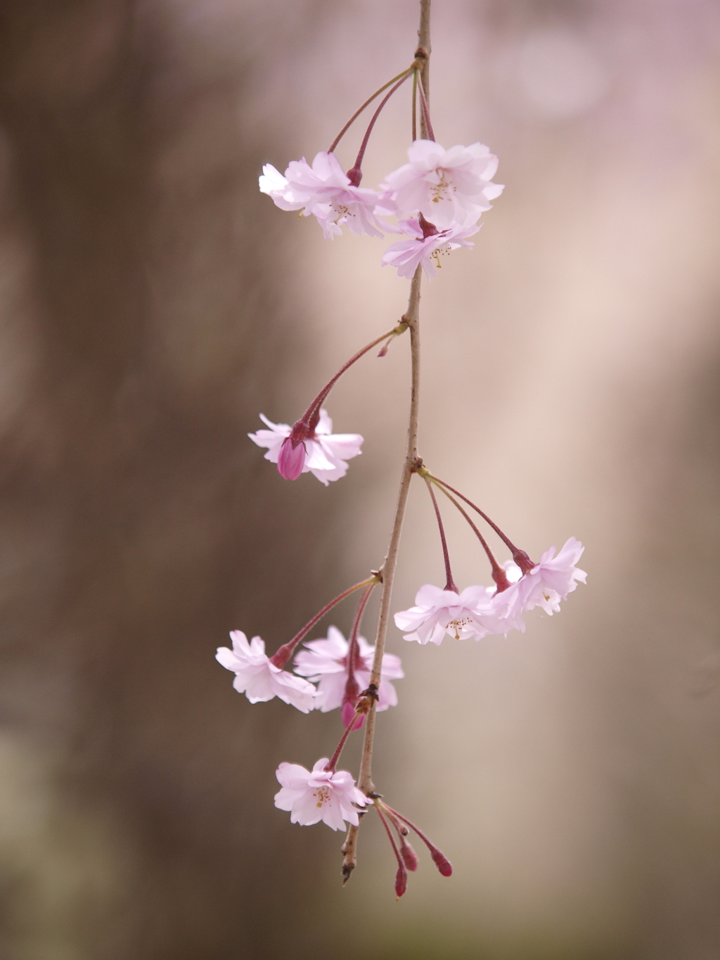 しだれ桜