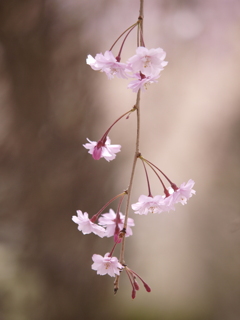しだれ桜