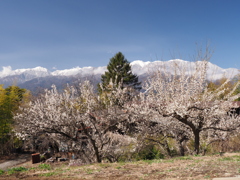 白梅・春を呼ぶ