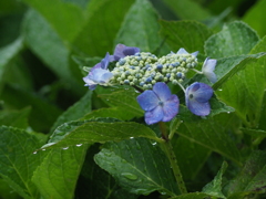 我家の紫陽花（１）