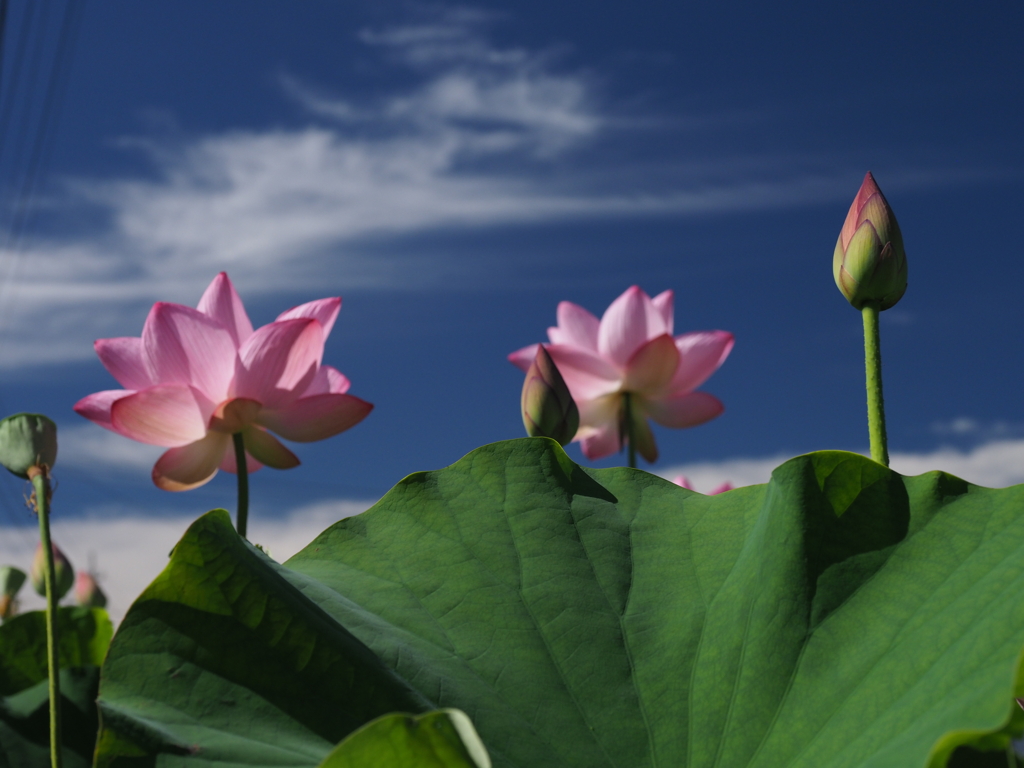 お盆が明けました。