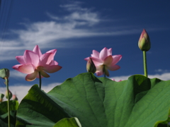 お盆が明けました。