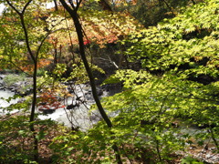 清流に紅葉