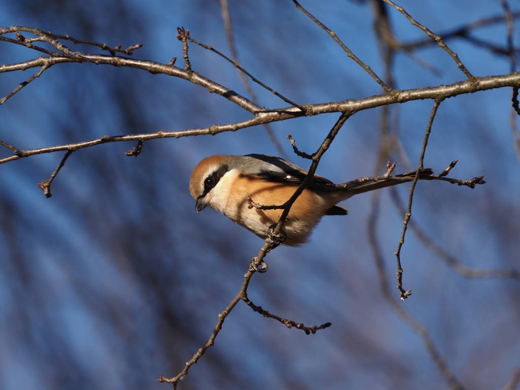 身近にいる野鳥たち（４）