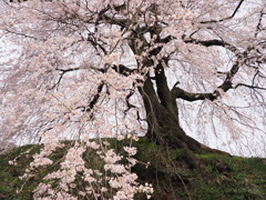石塚桜
