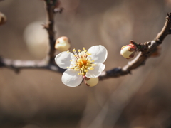 咲き始めました。