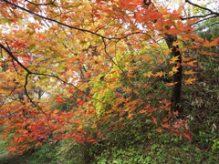 高遠城址（１）
