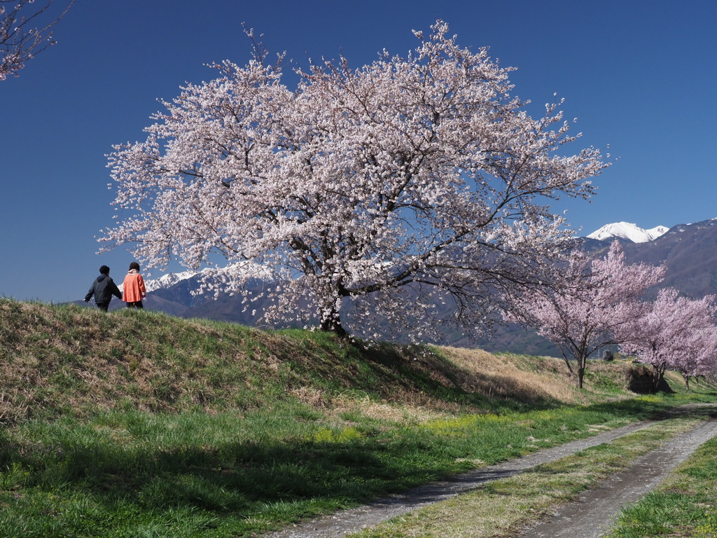 三峰川の土手に咲く