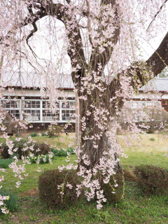 杵原学校の枝垂れ桜