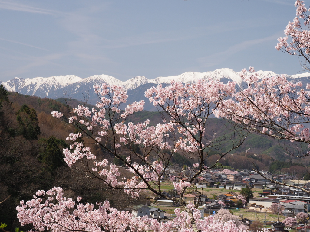 アルプスにさくら（１）