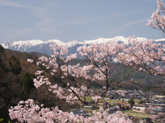 アルプスにさくら（１）