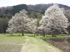 コブシ咲く