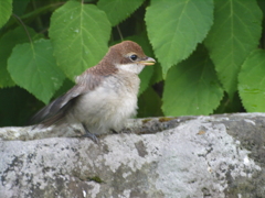 幼鳥来る