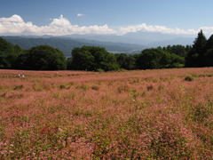 赤そば寸景（１）