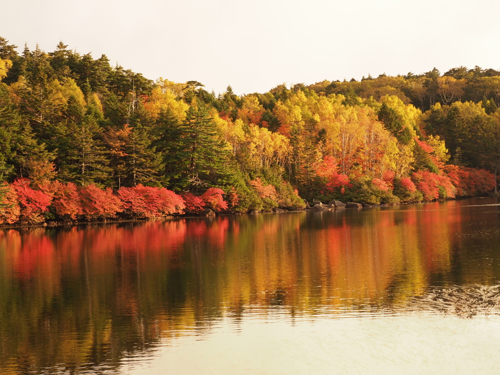 白駒の池（１）