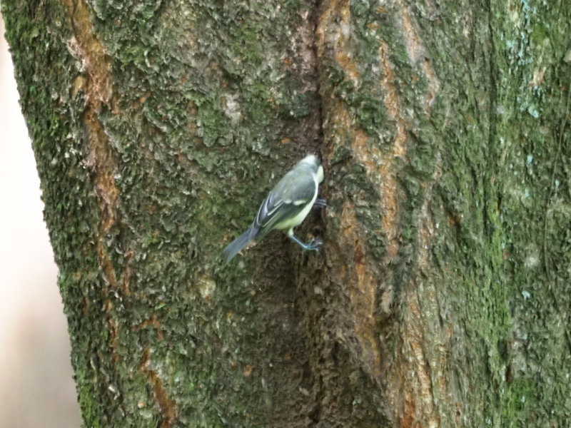出会えた野鳥達（４）
