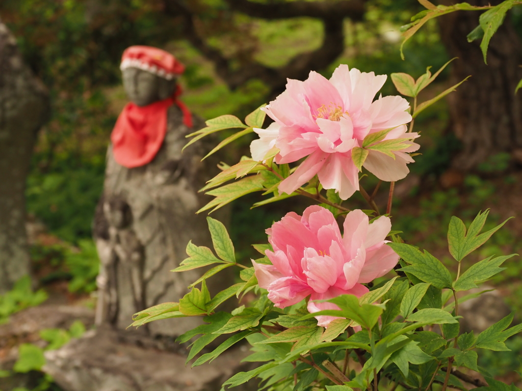 お地蔵様と牡丹