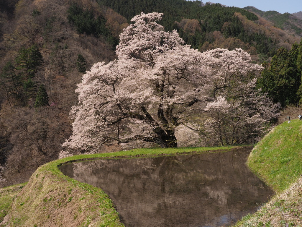 駒つなぎの桜（１）