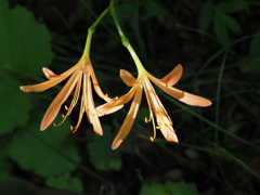 ひっそりと咲く