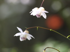 山野草園にて（４）