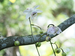 日影にひっそりと咲く