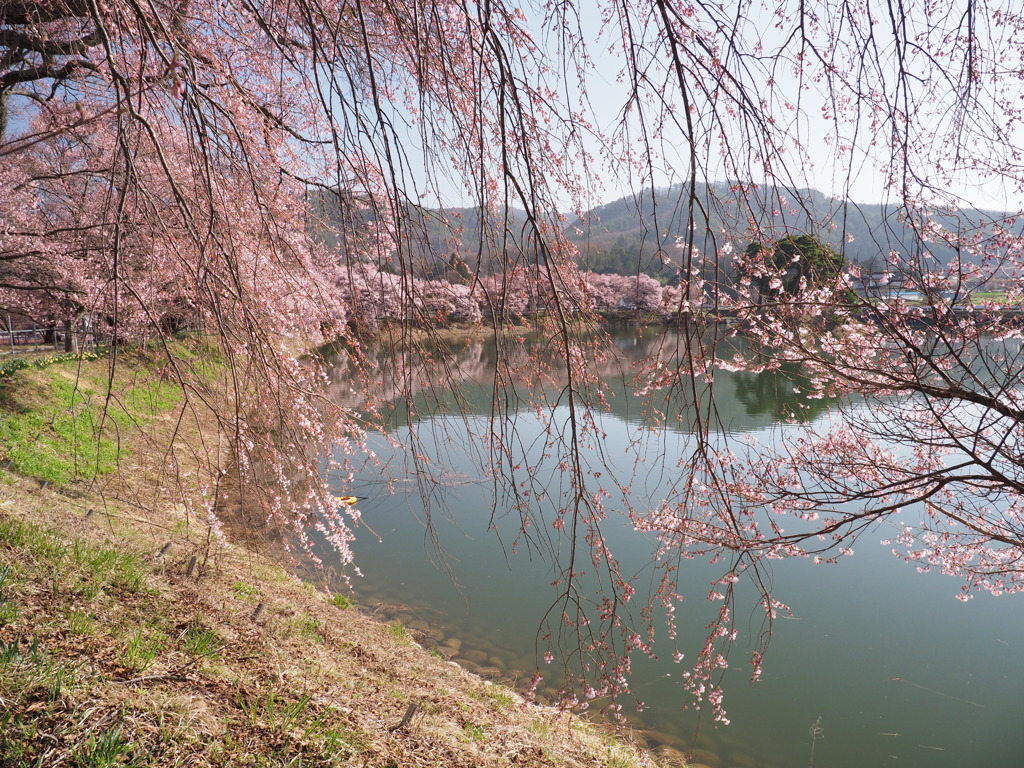 堤の桜（４）