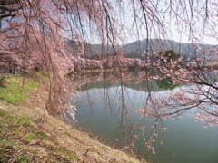堤の桜（４）