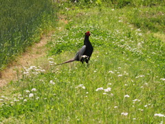 また会えました