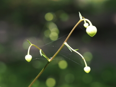 蕾