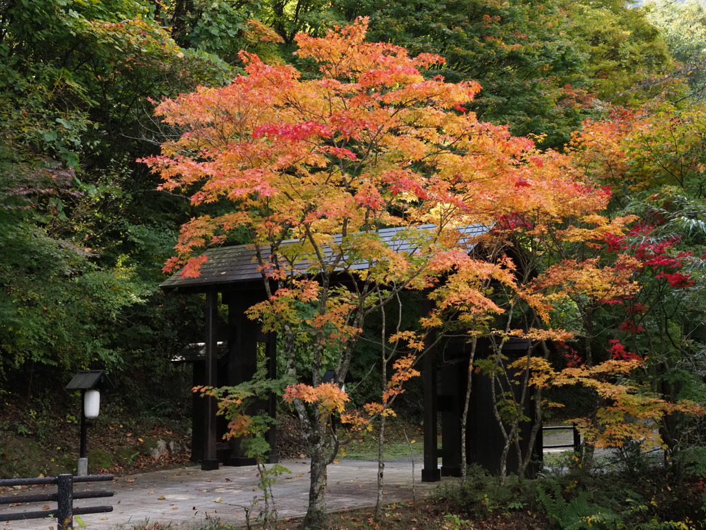 明治亭・紅葉が歓迎