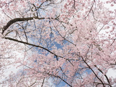 高遠城址にて（３）