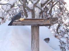 昨日はごめんね！