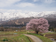 アルプスに桜