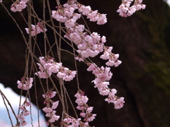 太い幹を背に（１）