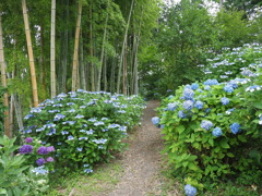 紫陽花と竹林