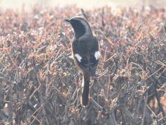やって来ました