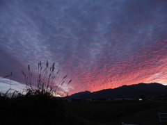 ススキに夕焼