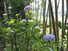 竹林と紫陽花