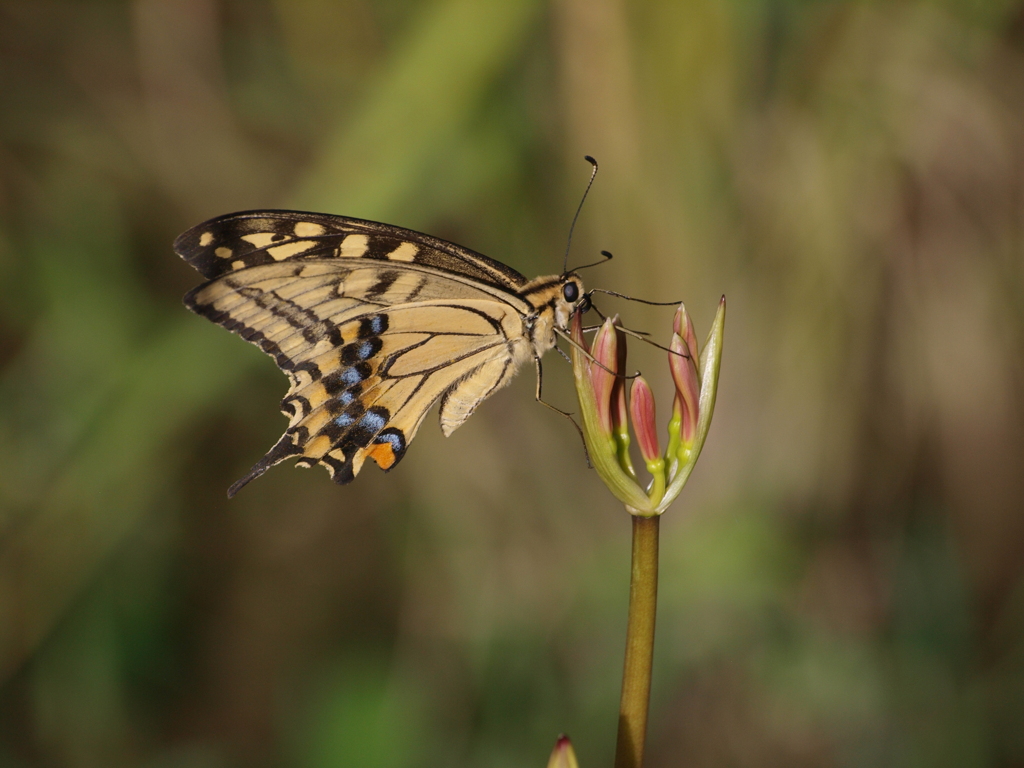 蕾に止まって一休み