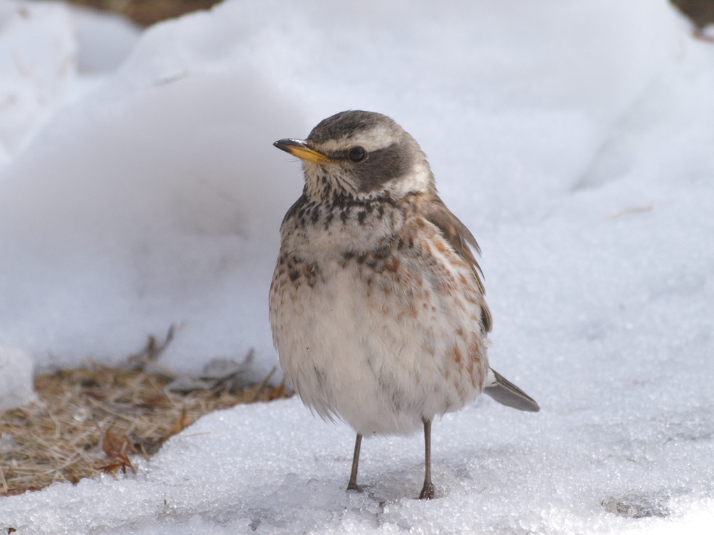 庭に来る野鳥達（２）