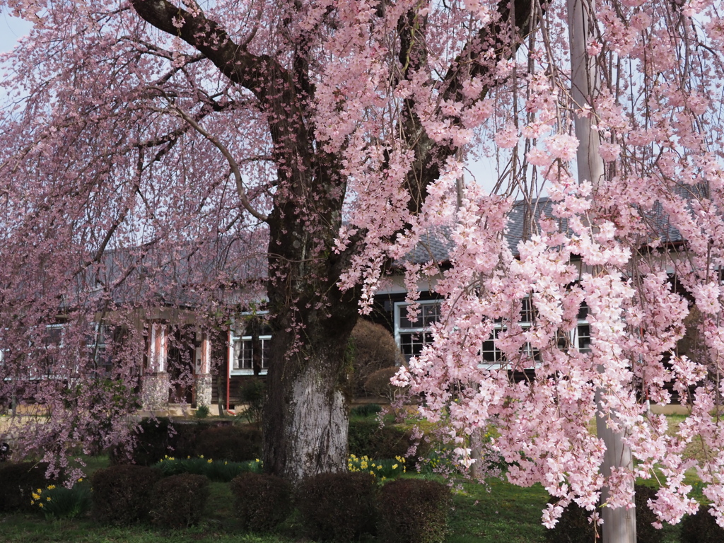 校舎に枝垂れ桜