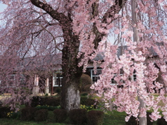 校舎に枝垂れ桜