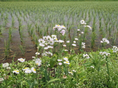 田んぼの土手は花盛り