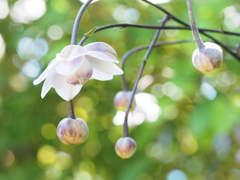 蕾を引き連れて