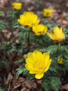 春を告げる花達（３）